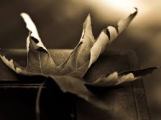 dried leaf sepia