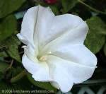 moon vine flower