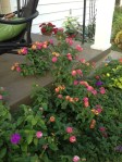 photo of lantana