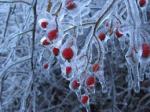 Ice storm with berries